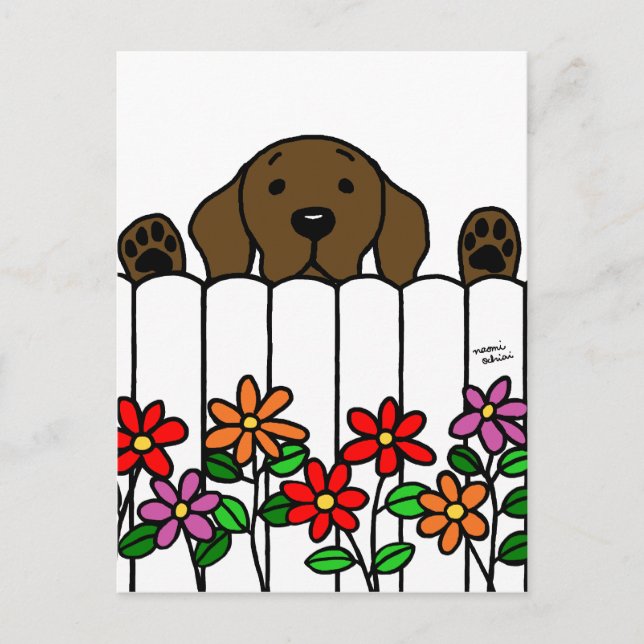Postal Chocolate Labrador observándote (Anverso)