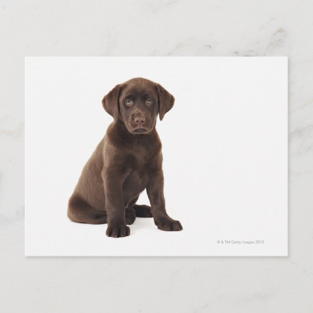 Postal Chocolate Labrador Recuperador Cachorro (Anverso)