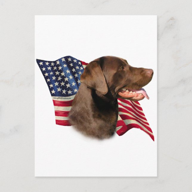 Postal Chocolate Labrador recuperar bandera estadounidens (Anverso)