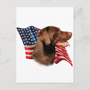 Postal Chocolate Labrador recuperar bandera estadounidens