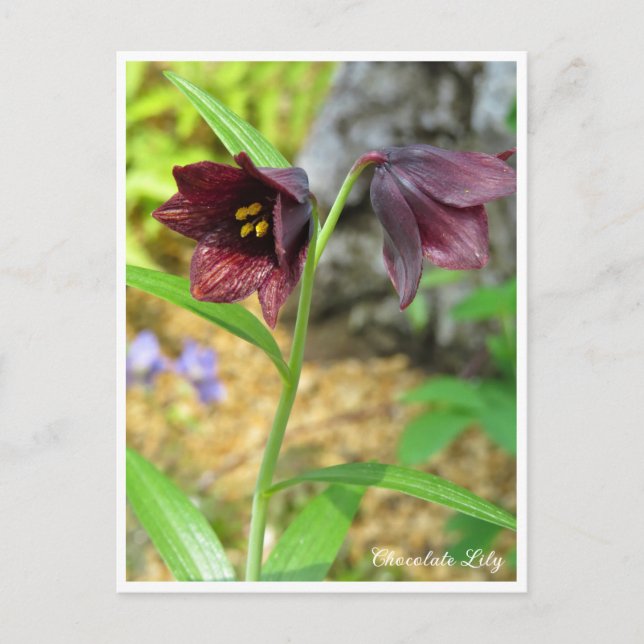 Postal Chocolate Lily (Anverso)