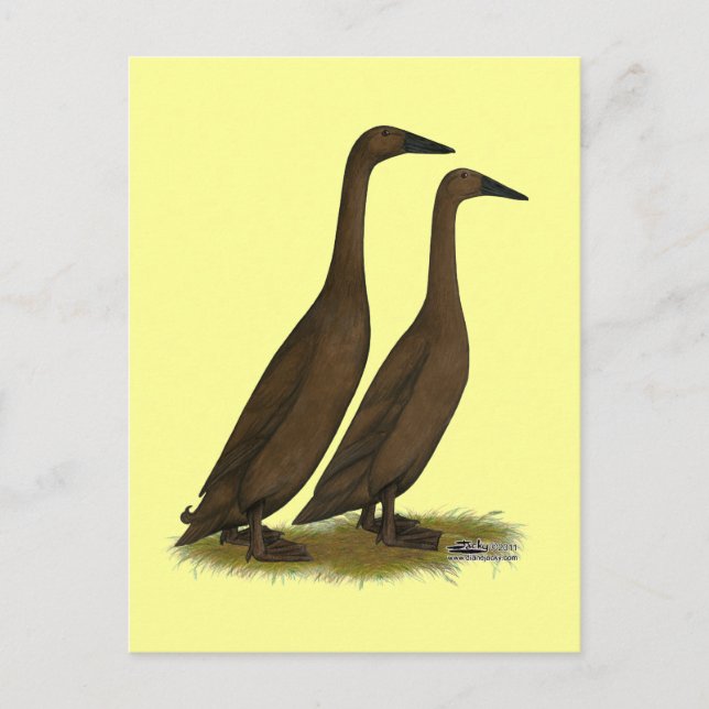 Postal Chocolate Runner Ducks (Anverso)