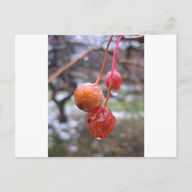 Postal Choke cherry (Anverso)
