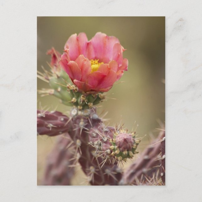 Postal Cholla Cactus (Anverso)