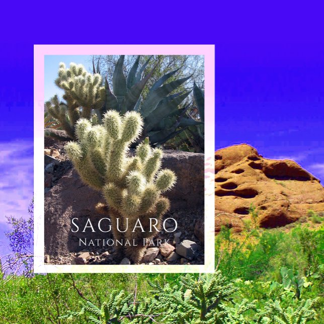 Postal Cholla Cactus, Agave, Parque Nacional Saguaro, AZ  (Subido por el creador)