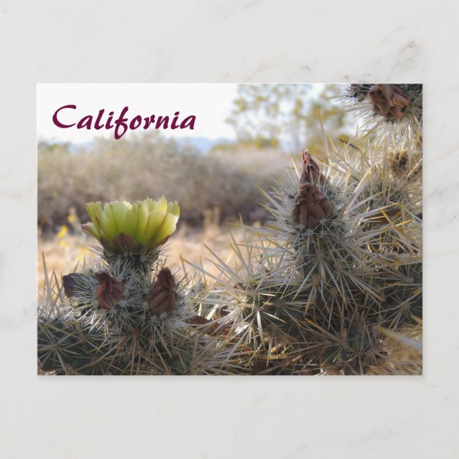 Postal Cholla Cactus & Landscape (Anverso)