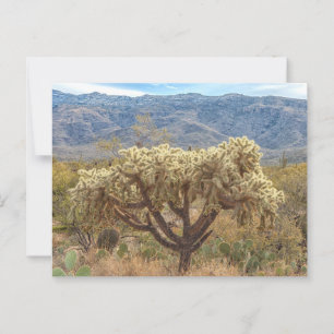 Postal Cholla de frutas en cascada en el desierto de Sono