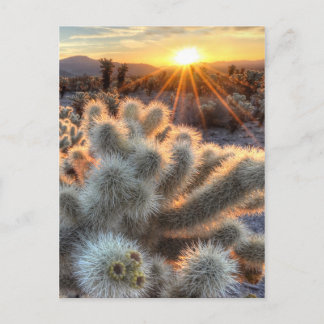 Postal Chollas Cactus Sunrise