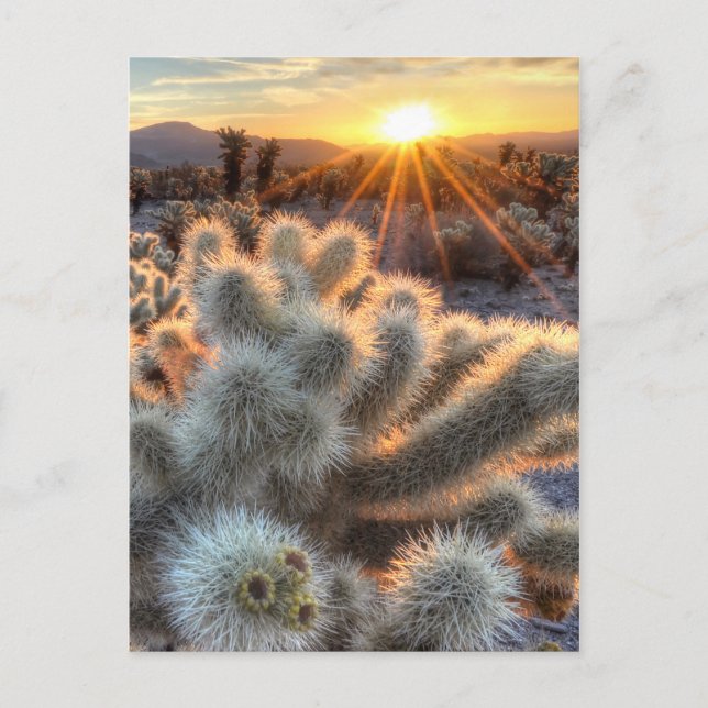 Postal Chollas Cactus Sunrise (Anverso)