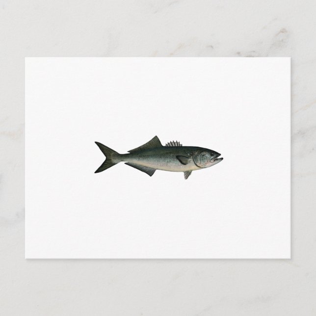 Postal Chopper Bluefish (Anverso)