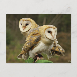 Postal Chouette