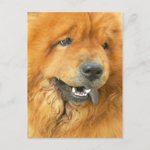 Postal Chow Chow