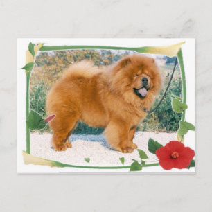 Postal Chow-Chow