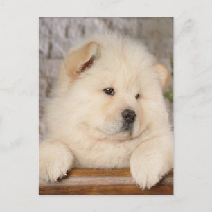Postal Chow Chow