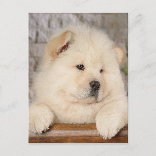 Postal Chow Chow (Anverso)
