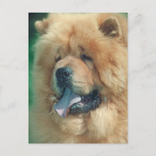 Postal Chow Chow