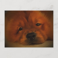 Chow Chow