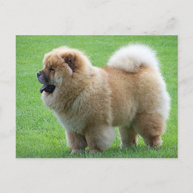Postal Chow Chow Cuppy Dog - Hola, amor, pensando en ti (Anverso)