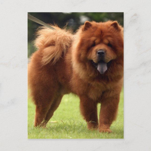 Postal Chow Chow Dog Poses (Anverso)