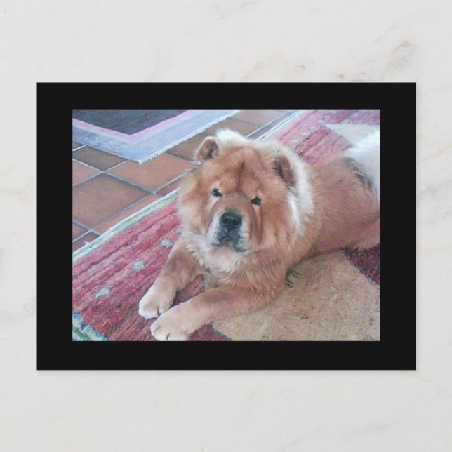 Postal Chow Chow Dog Post Card (Anverso)
