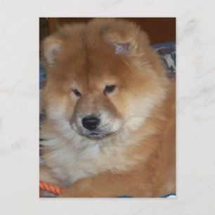 Postal Chow Chow Pup