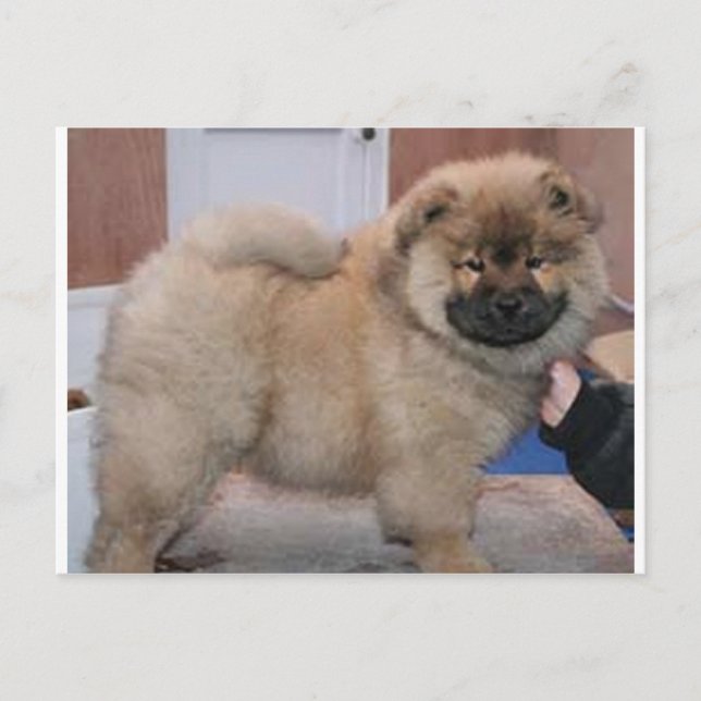 Postal chow chow pup.png (Anverso)
