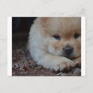 Postal chow de cachorro con cachorro.png