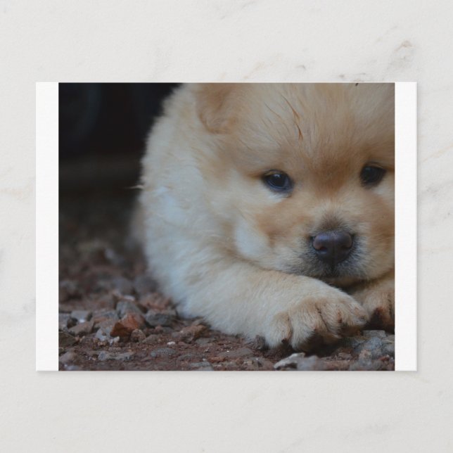 Postal chow de cachorro con cachorro.png (Anverso)