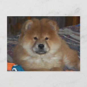 Postal Chow Puppy