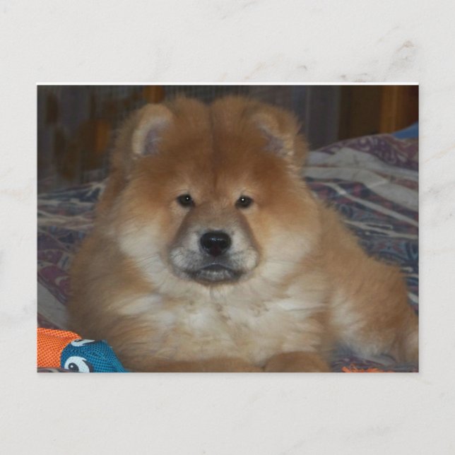 Postal Chow Puppy (Anverso)