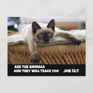 POSTAL CHRISTIAN CAT POSTCARD JOB 12:7 GATO SIAMÉS