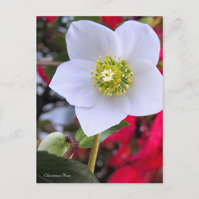 Postal Christmas Rose [Postcard] (Anverso)