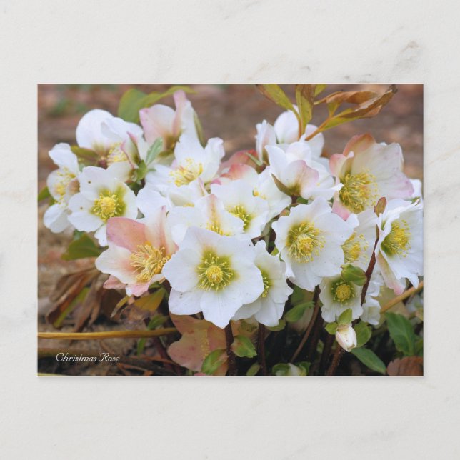 Postal Christmas Rose [Postcard] (Anverso)