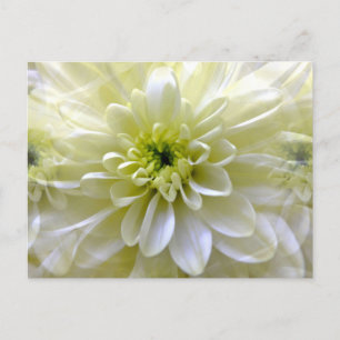 POSTAL CHRYSANTHEMUM