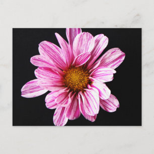 Postal Chrysanthemum Flower pcnm