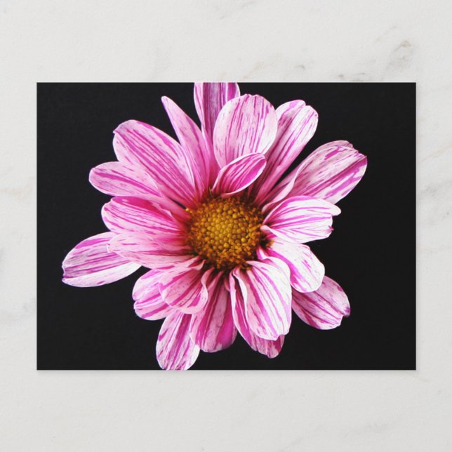 Postal Chrysanthemum Flower pcnm (Anverso)