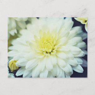 Postal Chrysanthemum texturizado