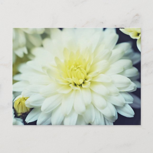 Postal Chrysanthemum texturizado (Anverso)