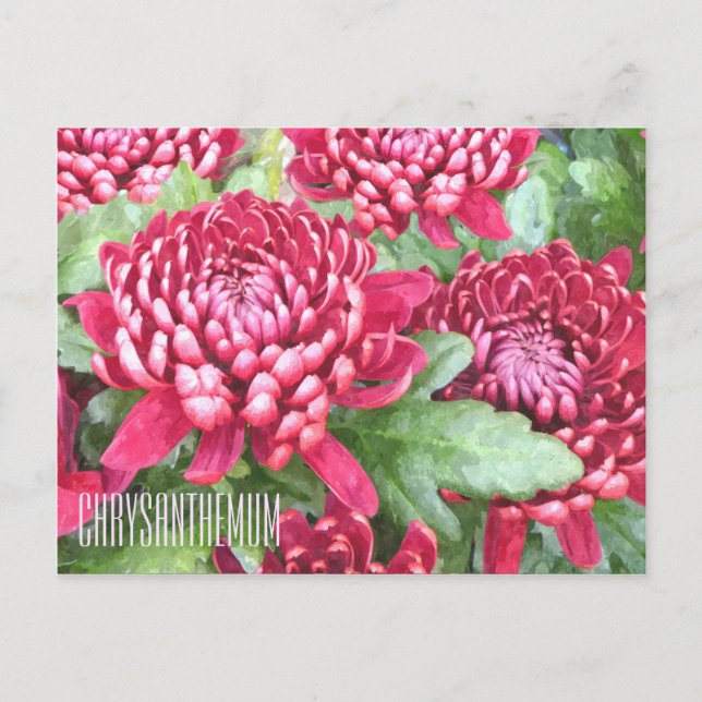 Postal Chrysanthemums horizontales (Anverso)