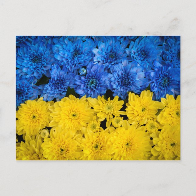 Postal Chrysanthemums Naturaleza azul y amarillo Poster d (Anverso)