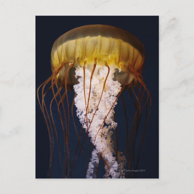 Postal Chrysaora fuscescens, ortiga del mar del Pacífico (Anverso)