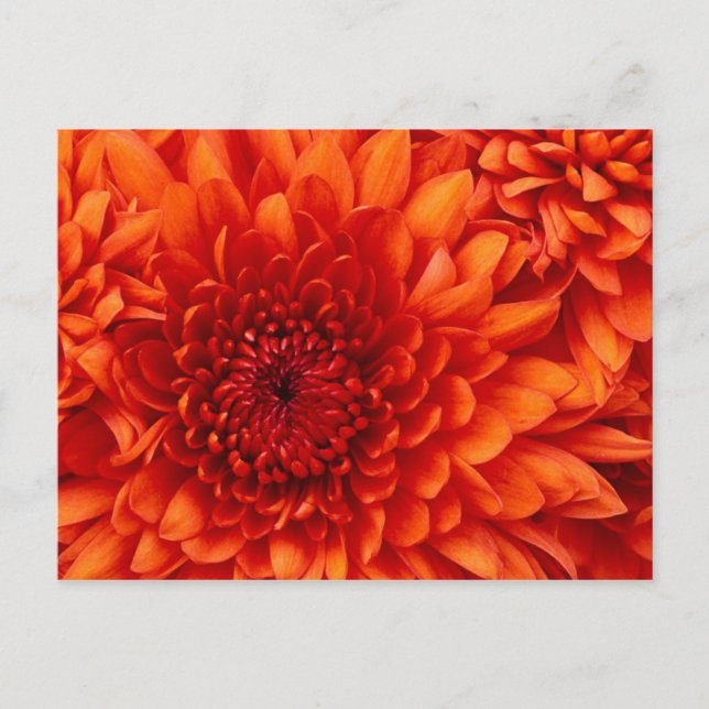Postal Chrysathmum postcard (Anverso)
