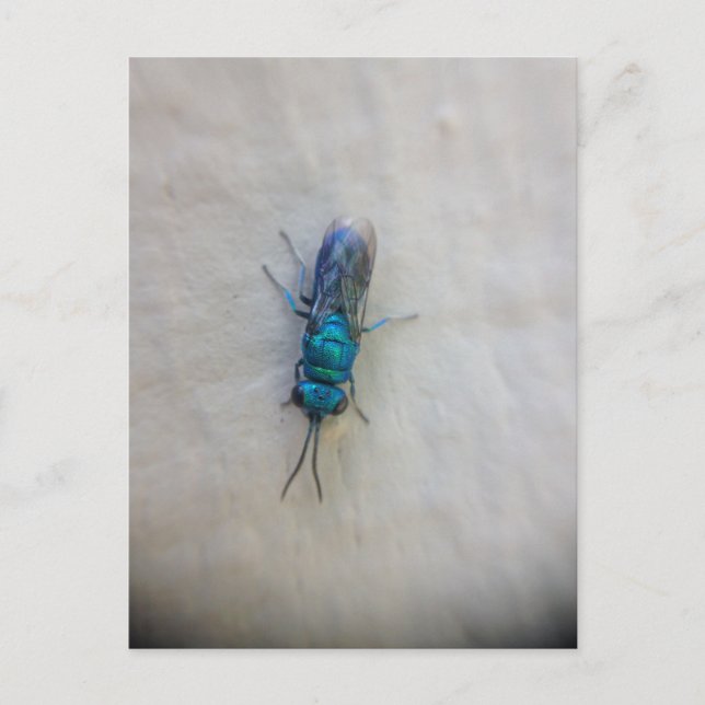 Postal Chrysididae (Anverso)