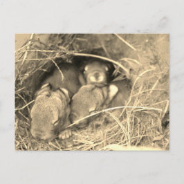 Postal Chubby Bunny Challenge