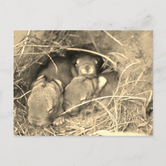 Postal Chubby Bunny Challenge (Anverso)