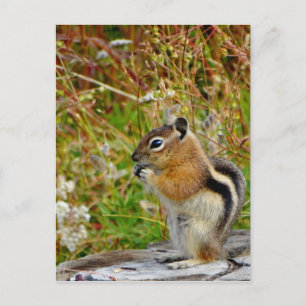 Postal Chubby lindo chipmunk sobre trozo de madera