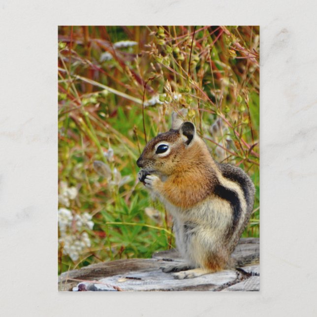 Postal Chubby lindo chipmunk sobre trozo de madera (Anverso)