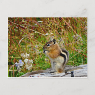 Postal Chubby lindo chipmunk sobre trozo de madera