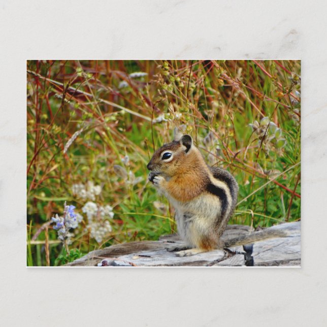 Postal Chubby lindo chipmunk sobre trozo de madera (Anverso)