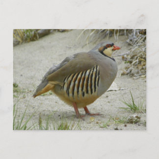Postal Chukar Partridge